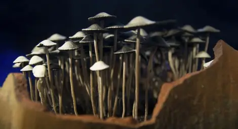 Магическите гъби помагат за отказването на цигарите