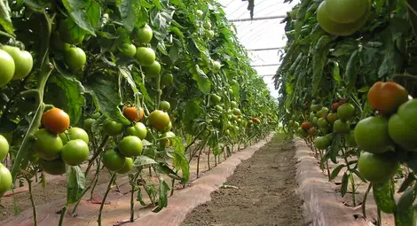 Производството на зеленчуци  скача с една трета за година