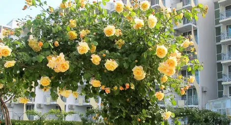 Хиляди рози отрупват градините в Албена