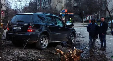 Шеф на голяма фирма мина условно за изкоренени на градус с джип дървета