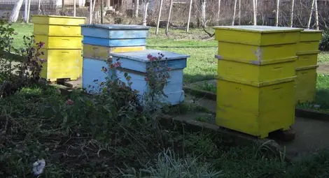 Пчелари от цялата страна излизат на протест пред Министерството на земеделието