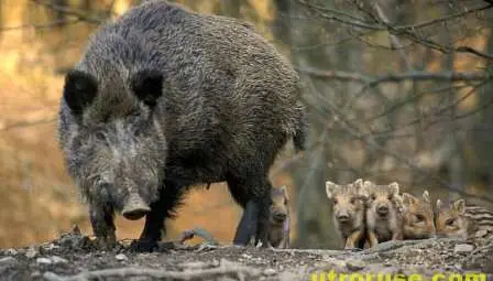 Груповият лов на дива свиня се открива на 5-ти октомври