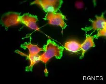 90% от ДНК-то ни е безполезно