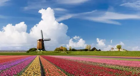 Турция отзова свой религиозен лидер от Холандия заради обвинения в шпионаж