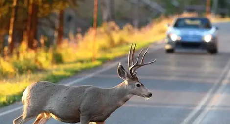 Внезапно изскочил елен налетя на колата на семейство пенсионери