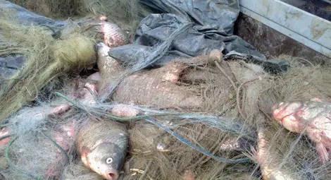 Половин километър бракониерски мрежи открити край Мартен