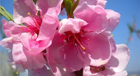 Очакват кайсиите да цъфнат до 10 март Очакват кайсиите да цъфнат до 10 март