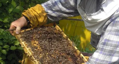 Публикувано е класирането по пчеларската програма