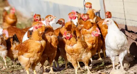 7000 кокошки блокираха австрийска магистрала