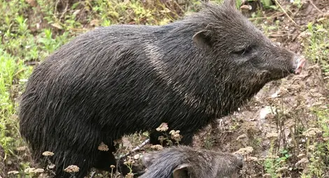 Нов случай на Африканска чума при дива свиня в Силистра