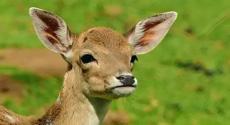 Сърна живее втори живот след спасителна акция в &bdquo;Тих труд&ldquo;