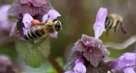 Пострадалите пчелари ще получат обезщетения