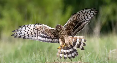 Фермери взеха над 3,3 милиона лева за поддържане на защитени видове Фермери взеха над 3,3 милиона лева за поддържане на защитени видове