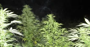 28-годишен превърнал три имота в скривалища за наркотици