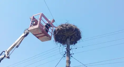 Млад щъркел със завързан крак спасен в Николово