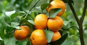 Градинари от Бяла продавали мандарини и лимони „собствено производство“