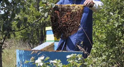 ЕК забранява вредни за пчелите пестициди