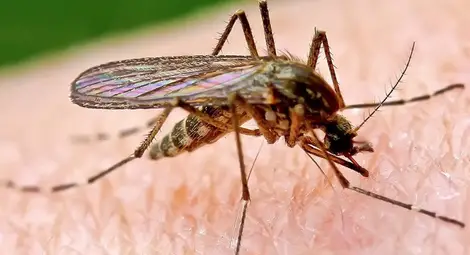 Как да се справим с комарите