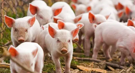 Експерти предричат ръст на свиневъдството