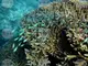 Учени разкриха как разпръскването на коралите заздравява кораловите рифове