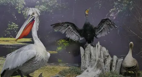 Изложба припомня как е бил  изграден русенският Екомузей