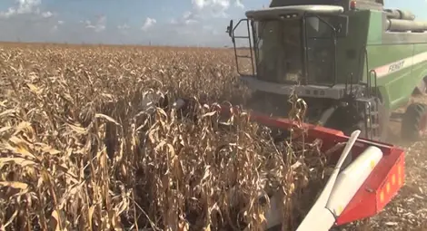 Жътвата на царевицата стартира  с добиви от 950 кг от декар