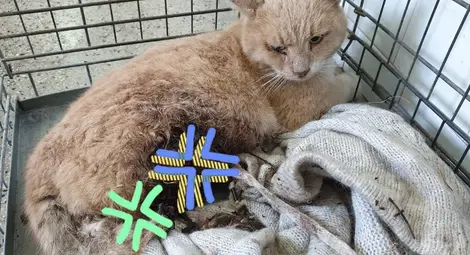 Изверги режат крака и опашки на котки Изверги режат крака и опашки на котки