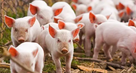 Аграрното министерство призна  група производители на месо от Русе