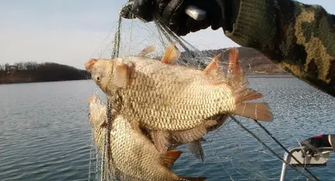 Прелели рибарници  пълнят Дунав с риба