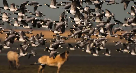 Новата дива природа в сърцето на цивилизацията – по Viasat Nature /галерия/ Новата дива природа в сърцето на цивилизацията – по Viasat Nature /галерия/