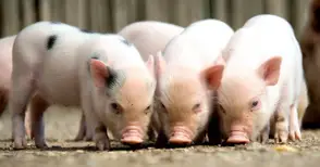 Мерки за превенция срещу болести  по животните обсъждат в Бръшлен