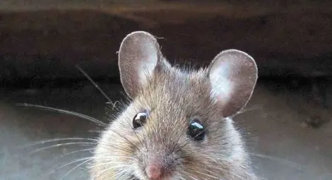 Клонираха мишка от капка кръв 