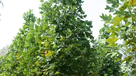 Подменят 50 стари и увредени дървета с нови Подменят 50 стари и увредени дървета с нови