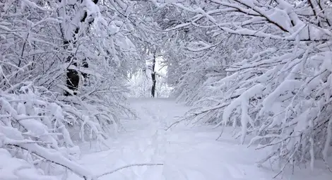 Десетки населени места са без ток заради снега
