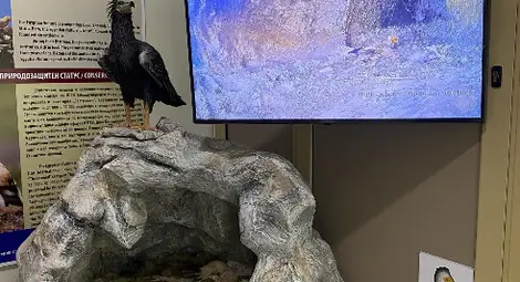 Русенският Екомузей показва в реално време живота на най-известната двойка лешояди