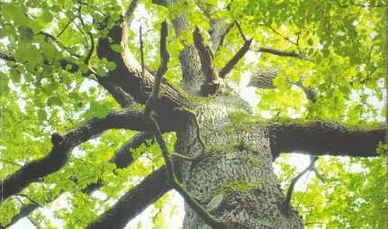 Хърватската писателка Соня Зубович гостува със своя книга в Екомузея