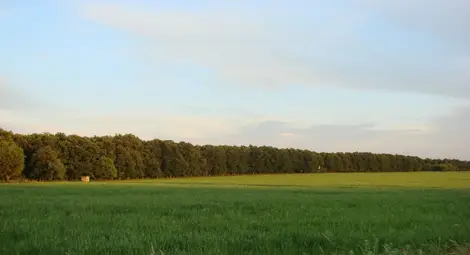 Слабата реколта свали с 20%  цената на нивите в Русенско