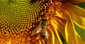 Умуват как да пазят пчелите  при пръскания с пестициди