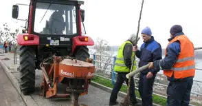 Млади фиданки сменят старите дънери по русенските улици