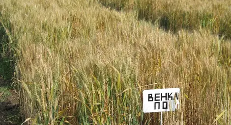 Турски фирми наддават за  права върху русенска пшеница