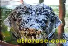 Смелчага бие крокодил с юмруци, спасява се