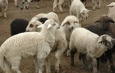 Зачестяват кражбите на агнета преди Великден