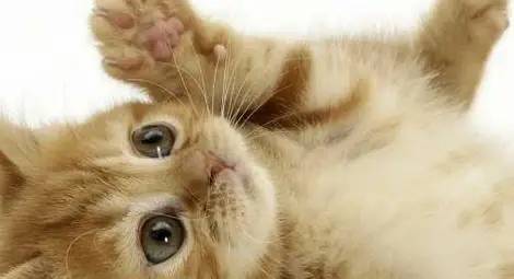 Котките се осланят на зрението си, когато търсят храна