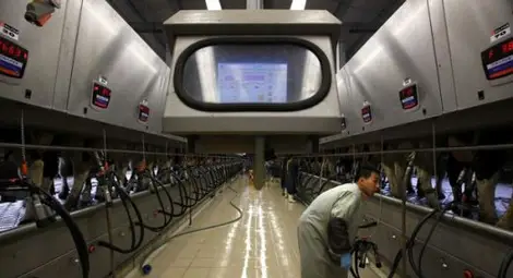 Отглеждат крави на LED-осветление