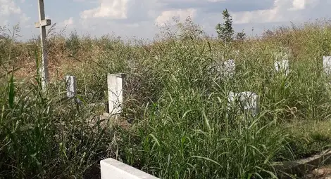 Змии налазиха затъналите  в трева гробища в Басарбово