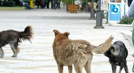 Разярен помияр нахапа до кръв 4-годишно дете във Варна