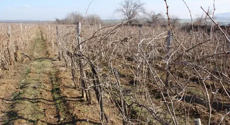 Свършиха парите за  изкореняване на лозя