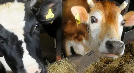 Пробите от Марица край Димитровград са в нормата