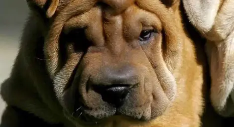 Кучелъв - новата атракция в Англия