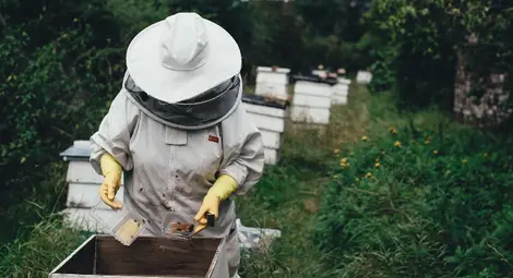 Половината от пчелите загинали от липса на храна през зимата
